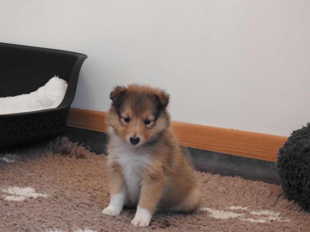 Du Sapin Vert - Chiot disponible  - Shetland Sheepdog