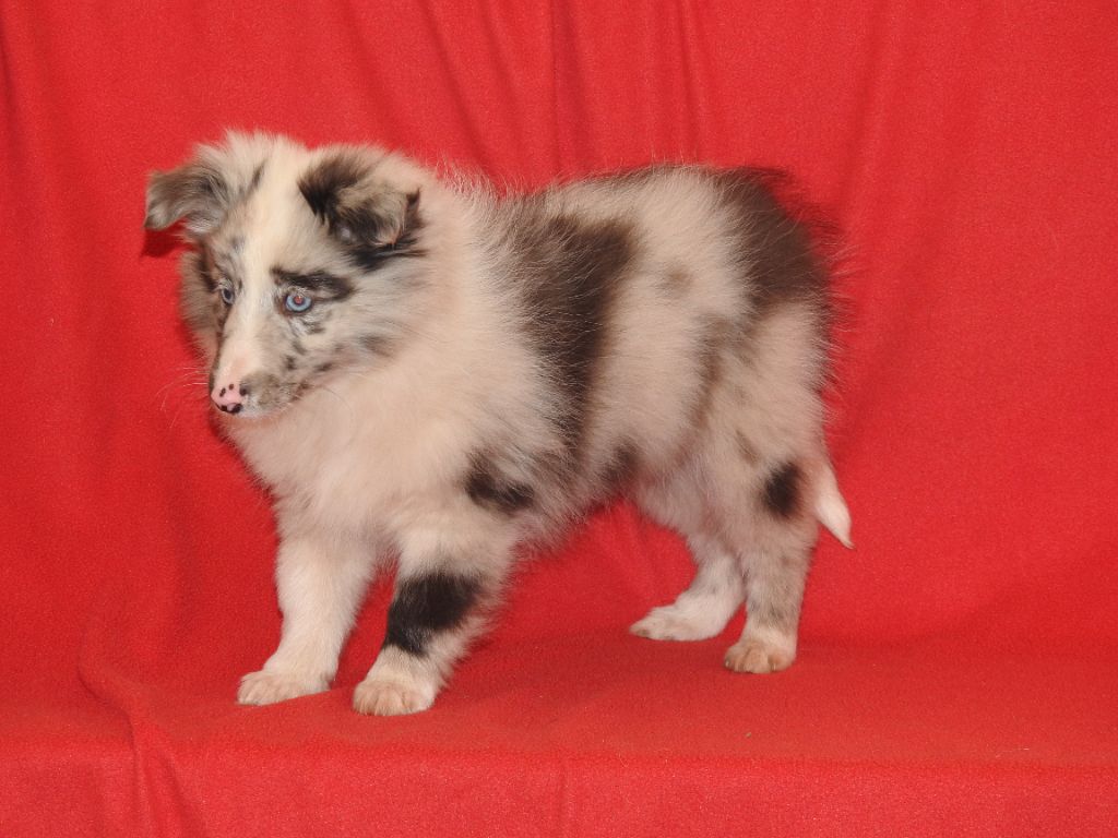 Du Sapin Vert - Chiot disponible  - Shetland Sheepdog