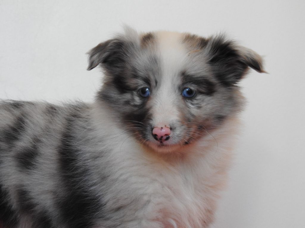 Du Sapin Vert - Chiot disponible  - Shetland Sheepdog