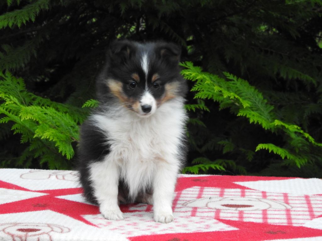 Du Sapin Vert - Chiot disponible  - Shetland Sheepdog