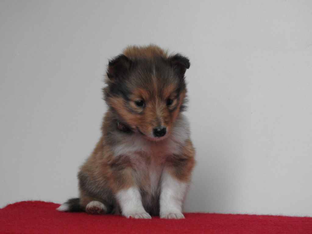 Du Sapin Vert - Chiot disponible  - Shetland Sheepdog