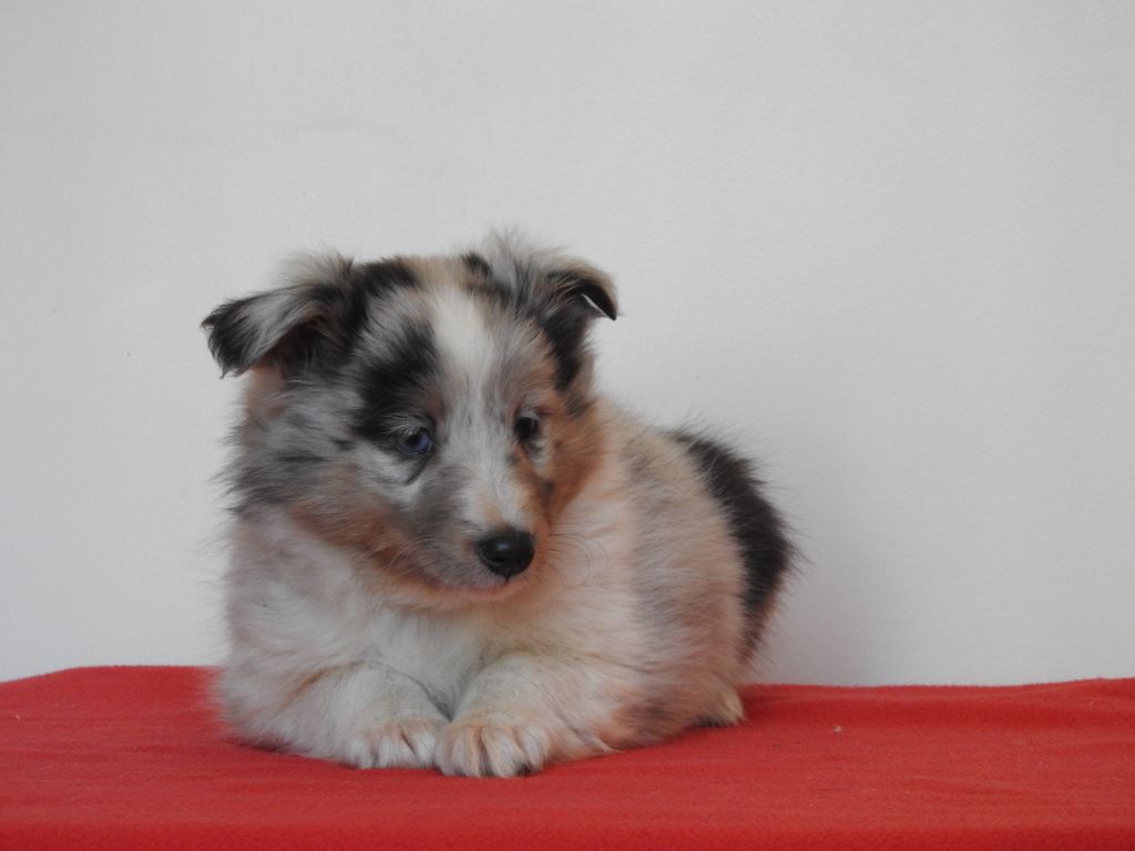 Du Sapin Vert - Chiot disponible  - Shetland Sheepdog