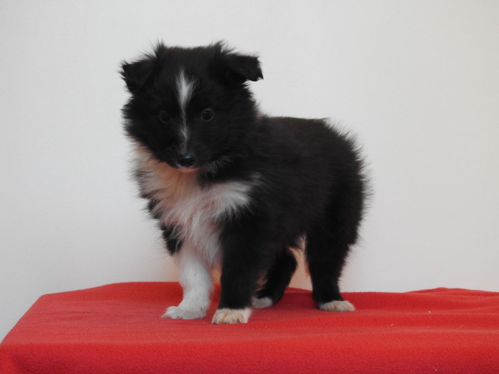 Du Sapin Vert - Chiot disponible  - Shetland Sheepdog