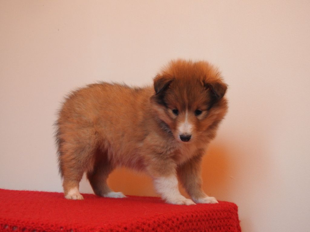 Du Sapin Vert - Chiot disponible  - Shetland Sheepdog