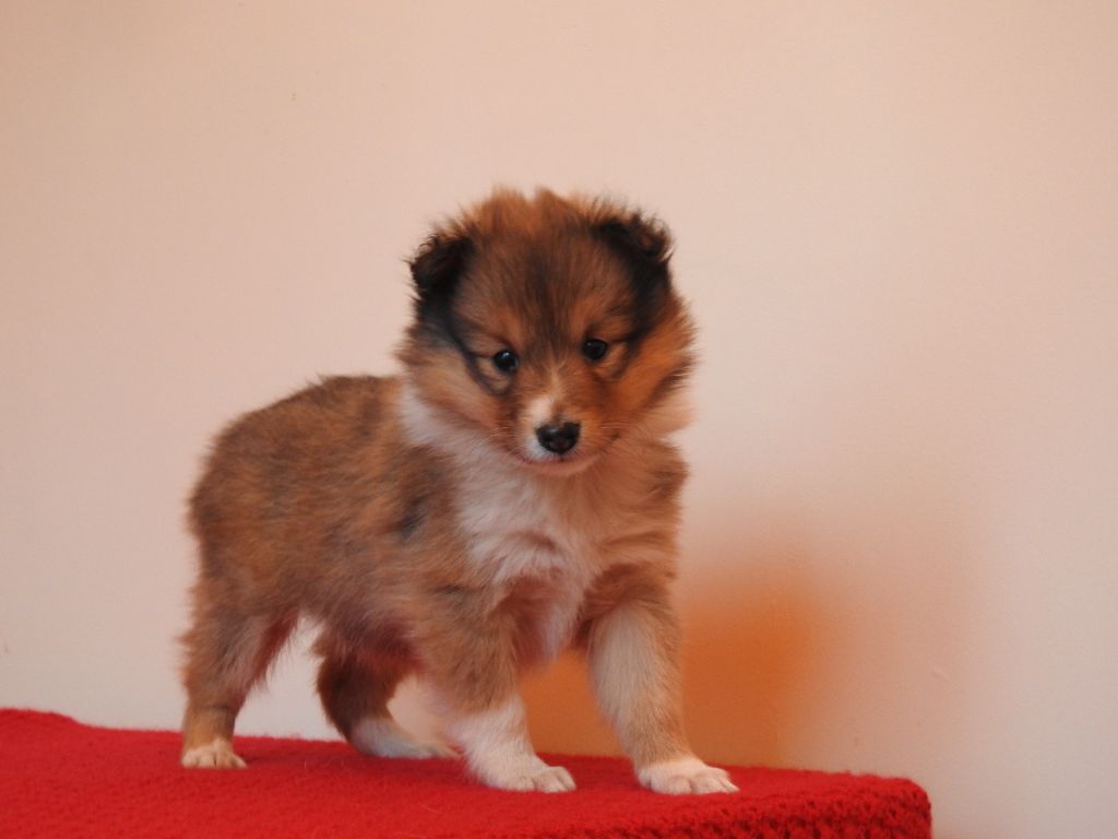 Du Sapin Vert - Chiot disponible  - Shetland Sheepdog