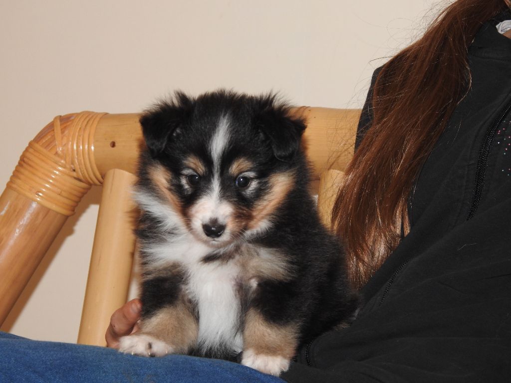 Du Sapin Vert - Chiot disponible  - Shetland Sheepdog