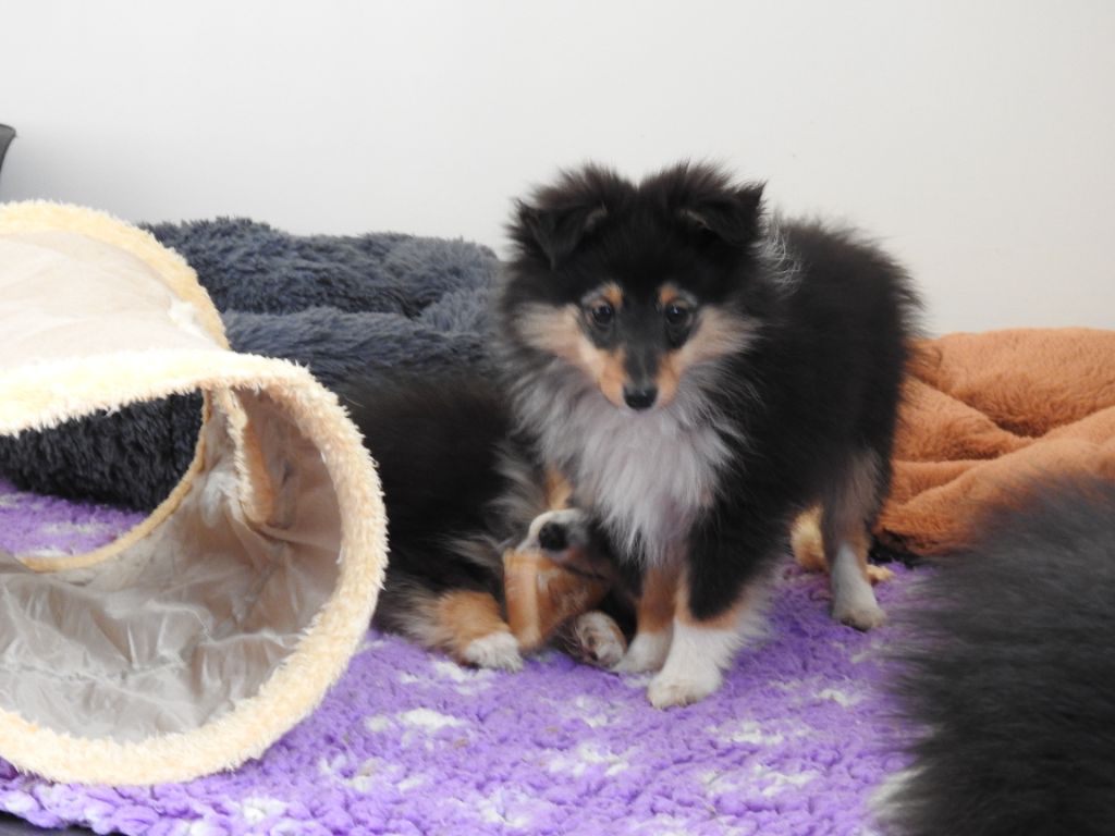 Du Sapin Vert - Chiot disponible  - Shetland Sheepdog