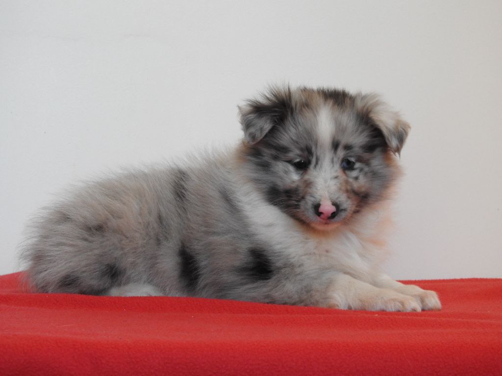 Du Sapin Vert - Chiot disponible  - Shetland Sheepdog