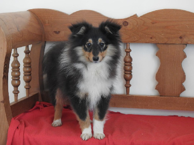 Du Sapin Vert - Shetland Sheepdog - Portée née le 25/09/2024