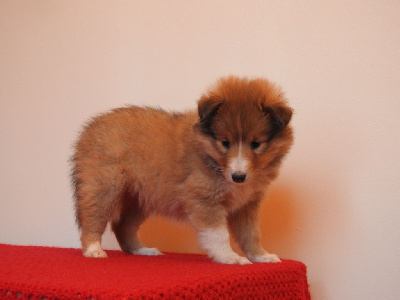 Du Sapin Vert - Shetland Sheepdog - Portée née le 31/10/2024