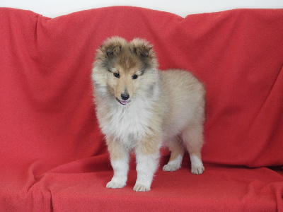 Du Sapin Vert - Shetland Sheepdog - Portée née le 31/10/2024