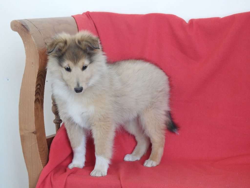 Du Sapin Vert - Chiot disponible  - Shetland Sheepdog