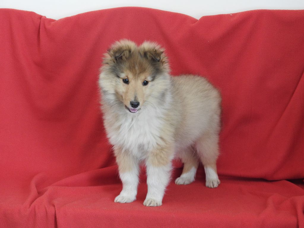 Du Sapin Vert - Chiot disponible  - Shetland Sheepdog