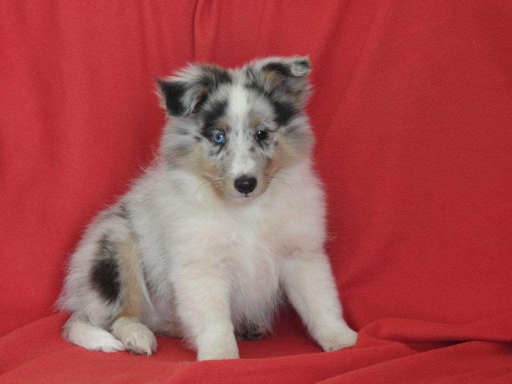 Du Sapin Vert - Chiot disponible  - Shetland Sheepdog