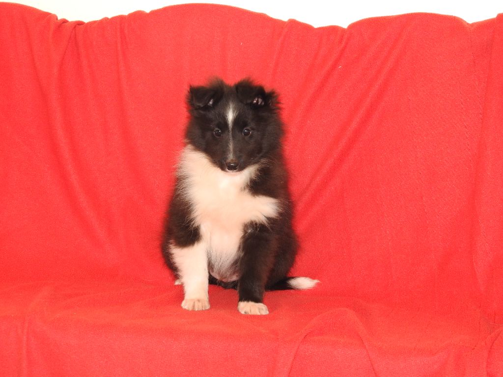 Du Sapin Vert - Chiot disponible  - Shetland Sheepdog