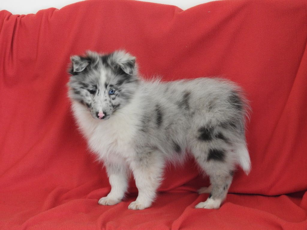 Du Sapin Vert - Chiot disponible  - Shetland Sheepdog