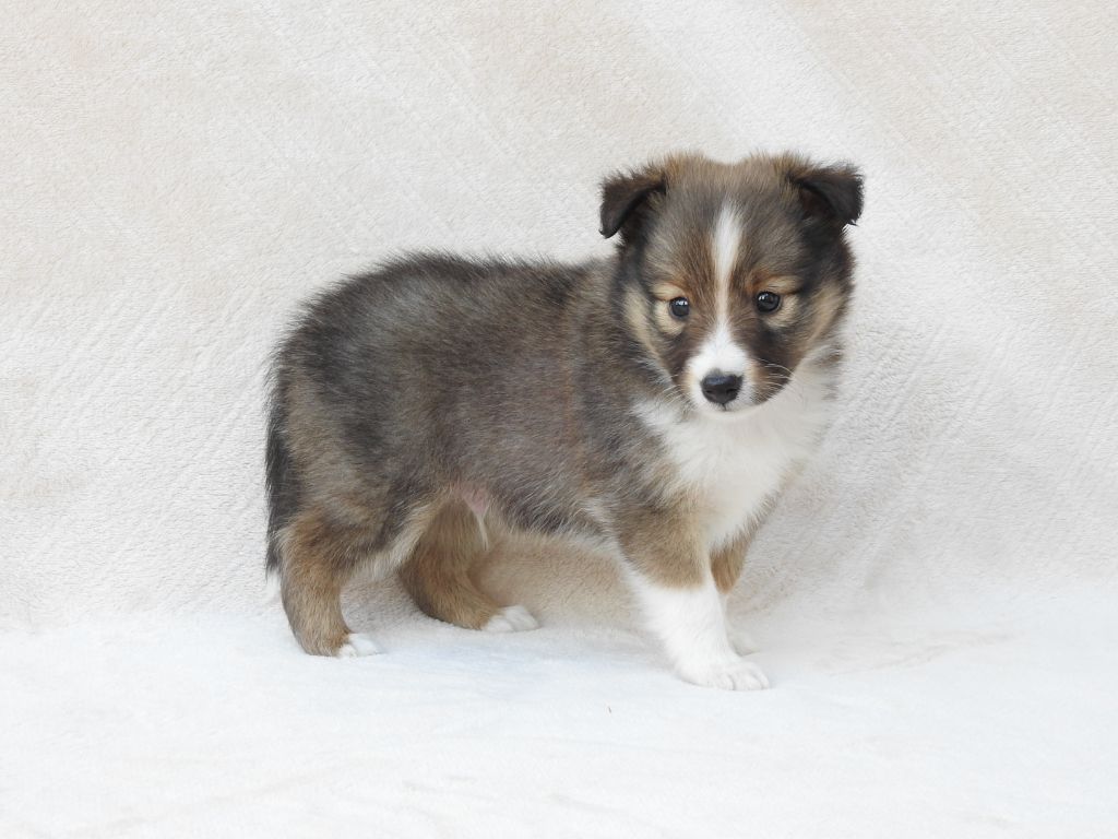 Du Sapin Vert - Chiots disponibles - Shetland Sheepdog