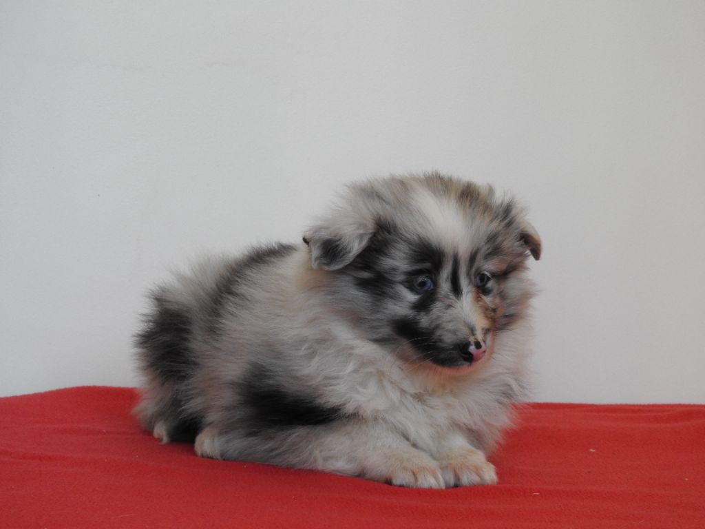 Du Sapin Vert - Shetland Sheepdog - Portée née le 11/11/2024