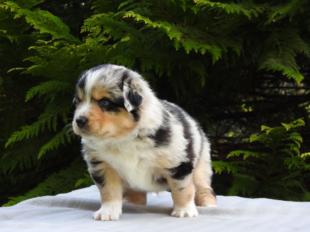 Du Sapin Vert - Chiots disponibles - Berger Américain Miniature 