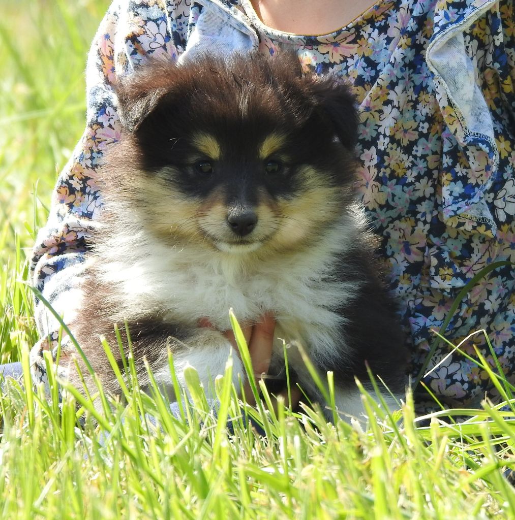 Du Sapin Vert - Shetland Sheepdog - Portée née le 01/03/2022