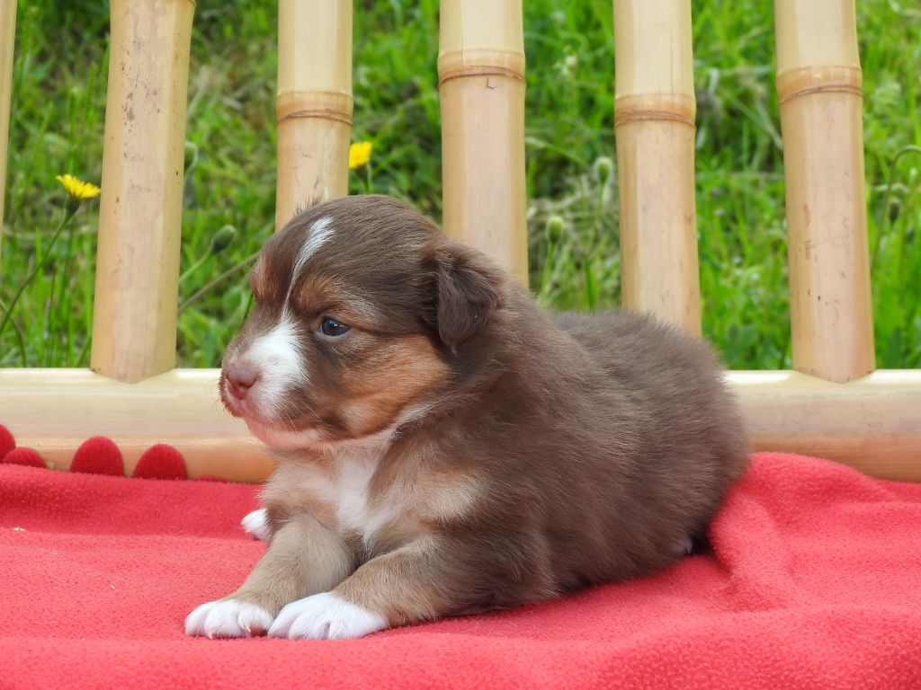 Du Sapin Vert - Chiots disponibles - Berger Américain Miniature 