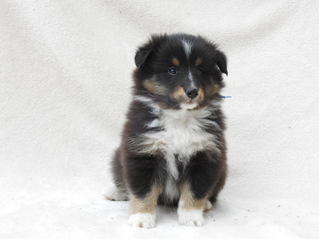 Du Sapin Vert - Chiots disponibles - Shetland Sheepdog
