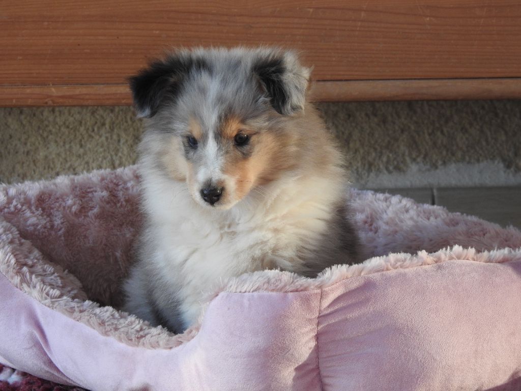 Du Sapin Vert - Shetland Sheepdog - Portée née le 01/11/2023