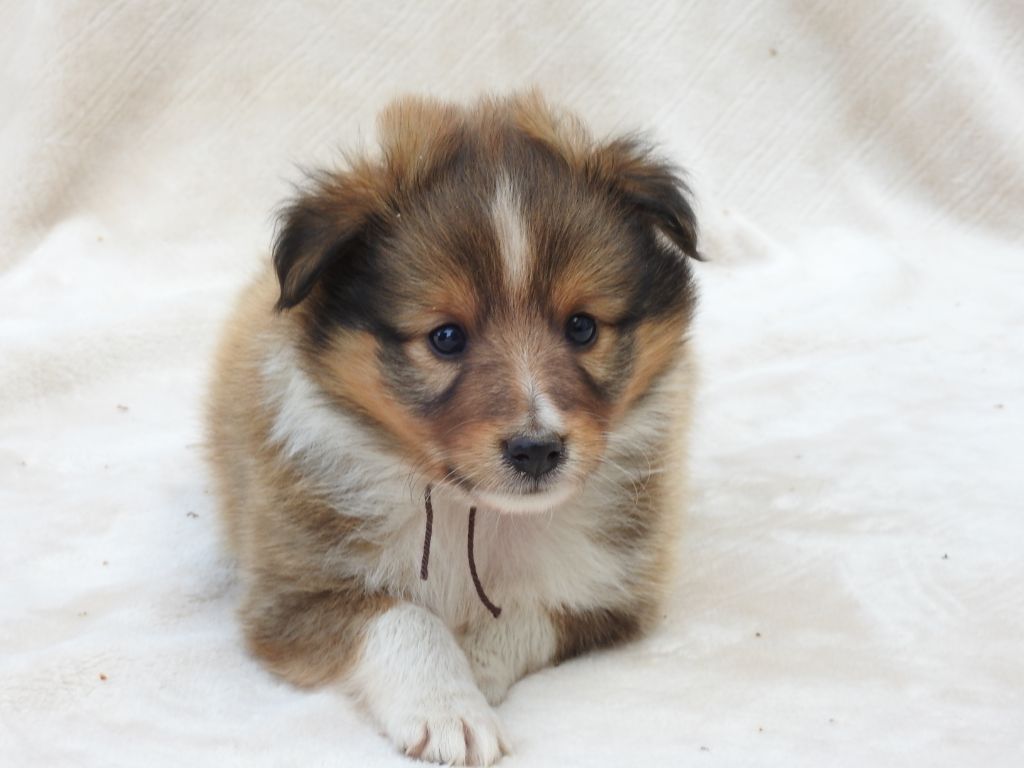 Du Sapin Vert - Chiots disponibles - Shetland Sheepdog