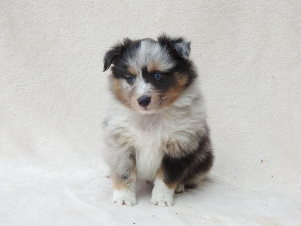 Du Sapin Vert - Chiots disponibles - Shetland Sheepdog