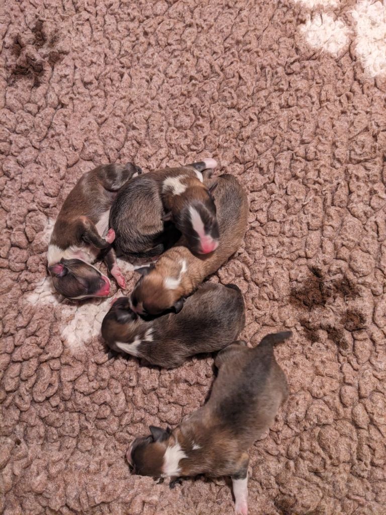 Du Sapin Vert - Chiots disponibles - Shetland Sheepdog
