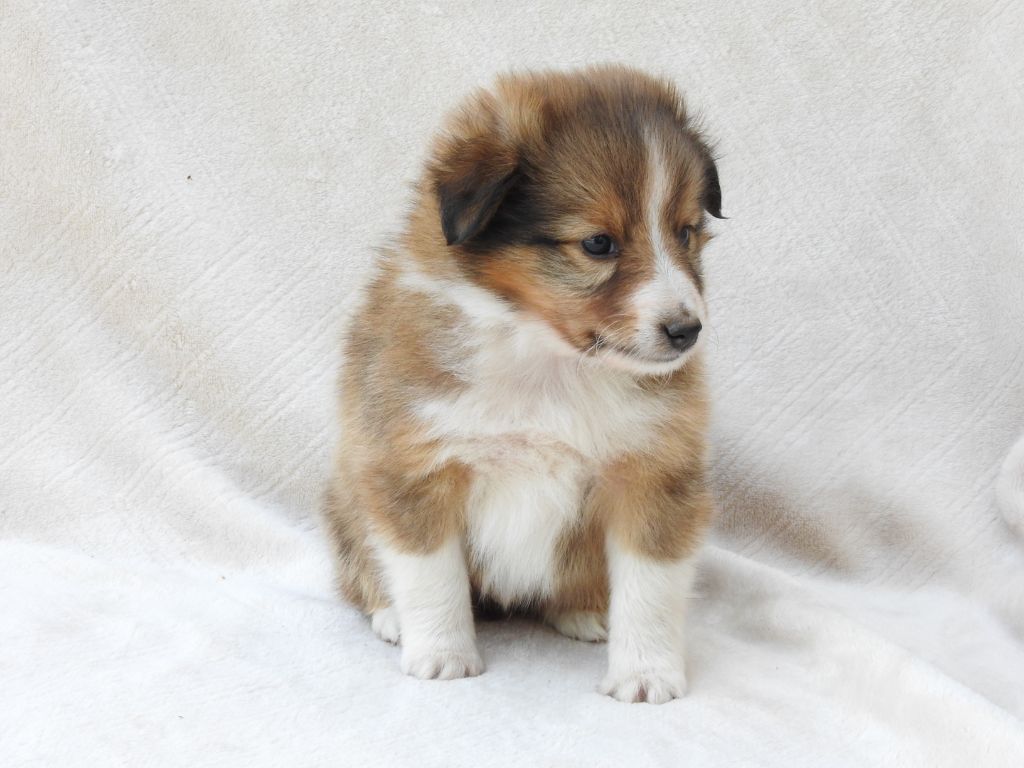 Du Sapin Vert - Chiots disponibles - Shetland Sheepdog