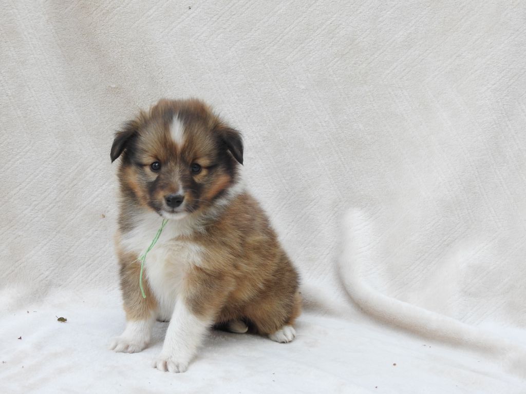 Du Sapin Vert - Chiots disponibles - Shetland Sheepdog