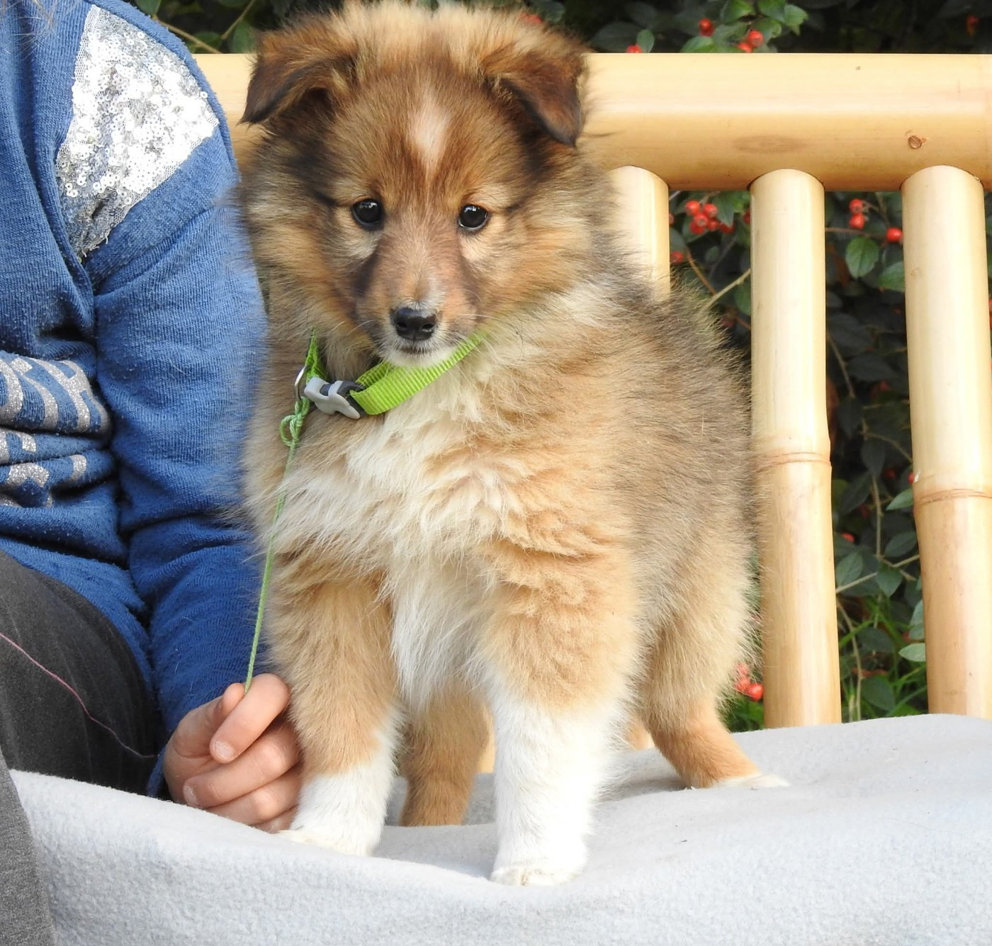 Du Sapin Vert - Chiots disponibles - Shetland Sheepdog