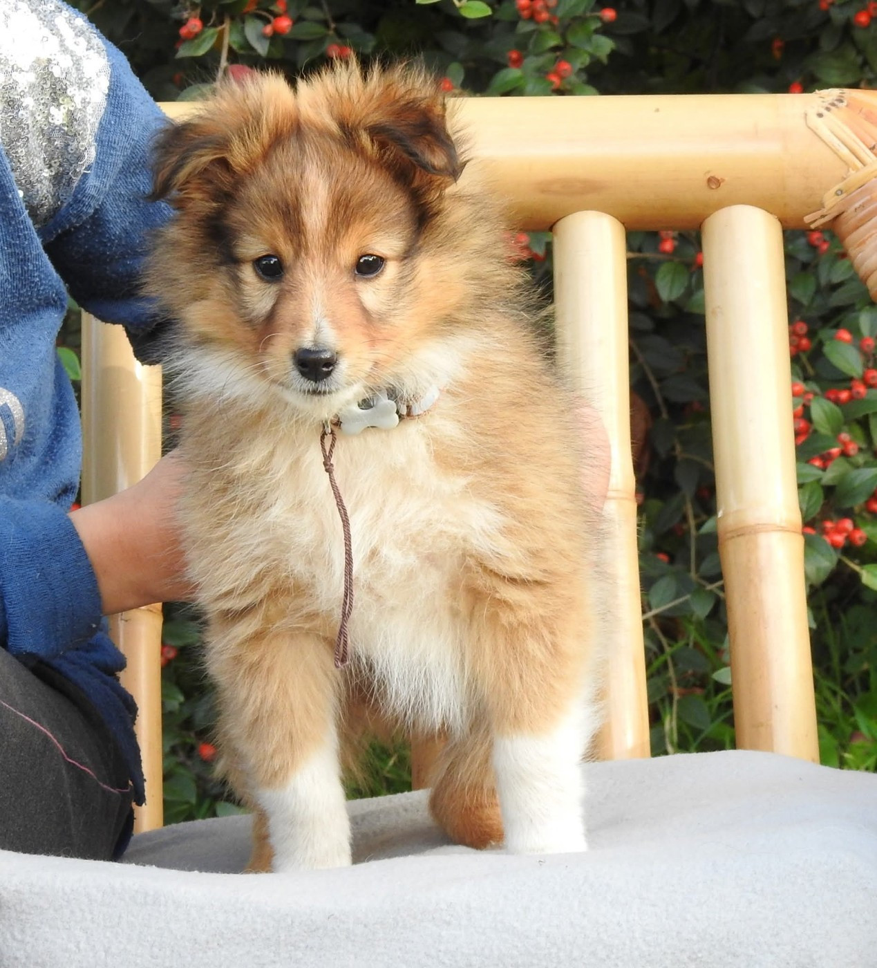 Du Sapin Vert - Chiots disponibles - Shetland Sheepdog
