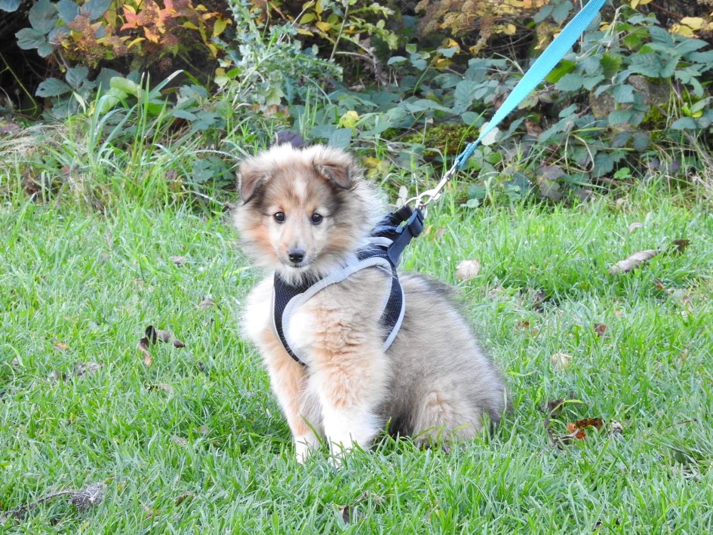 CHIOT 2 - collier vert