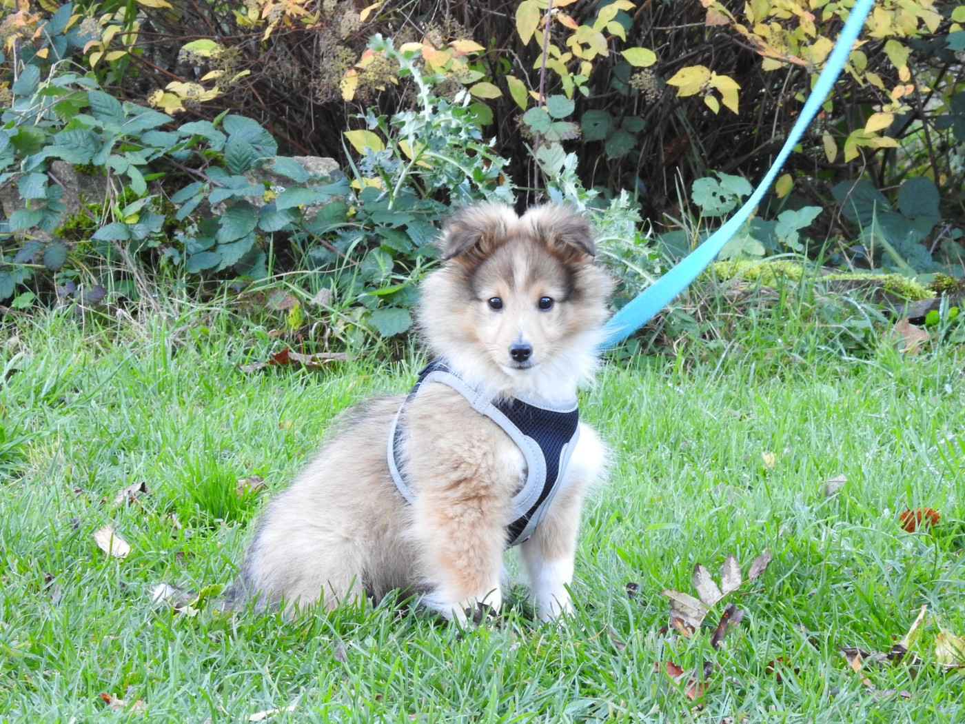 Du Sapin Vert - Chiots disponibles - Shetland Sheepdog