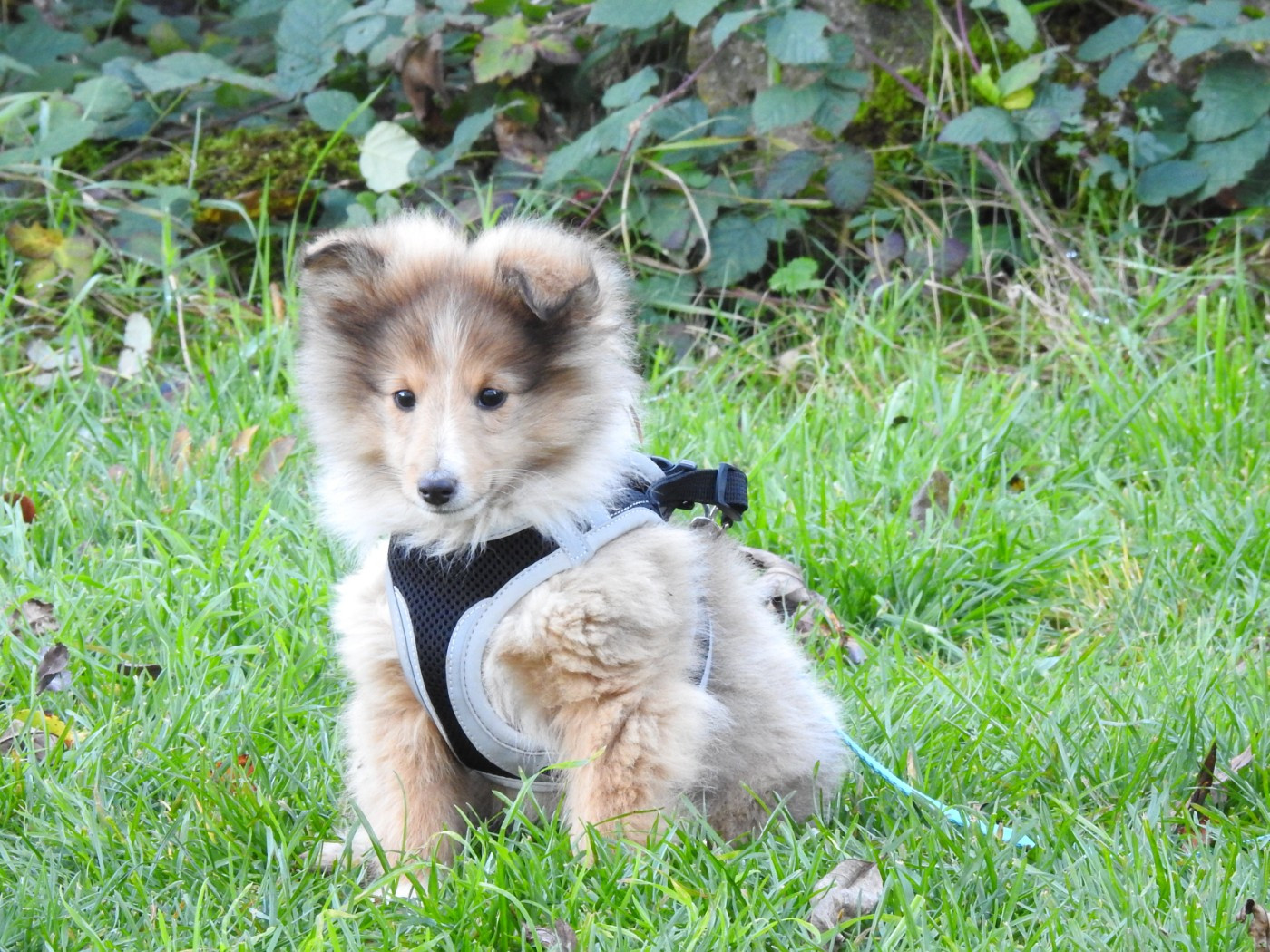 Du Sapin Vert - Chiots disponibles - Shetland Sheepdog