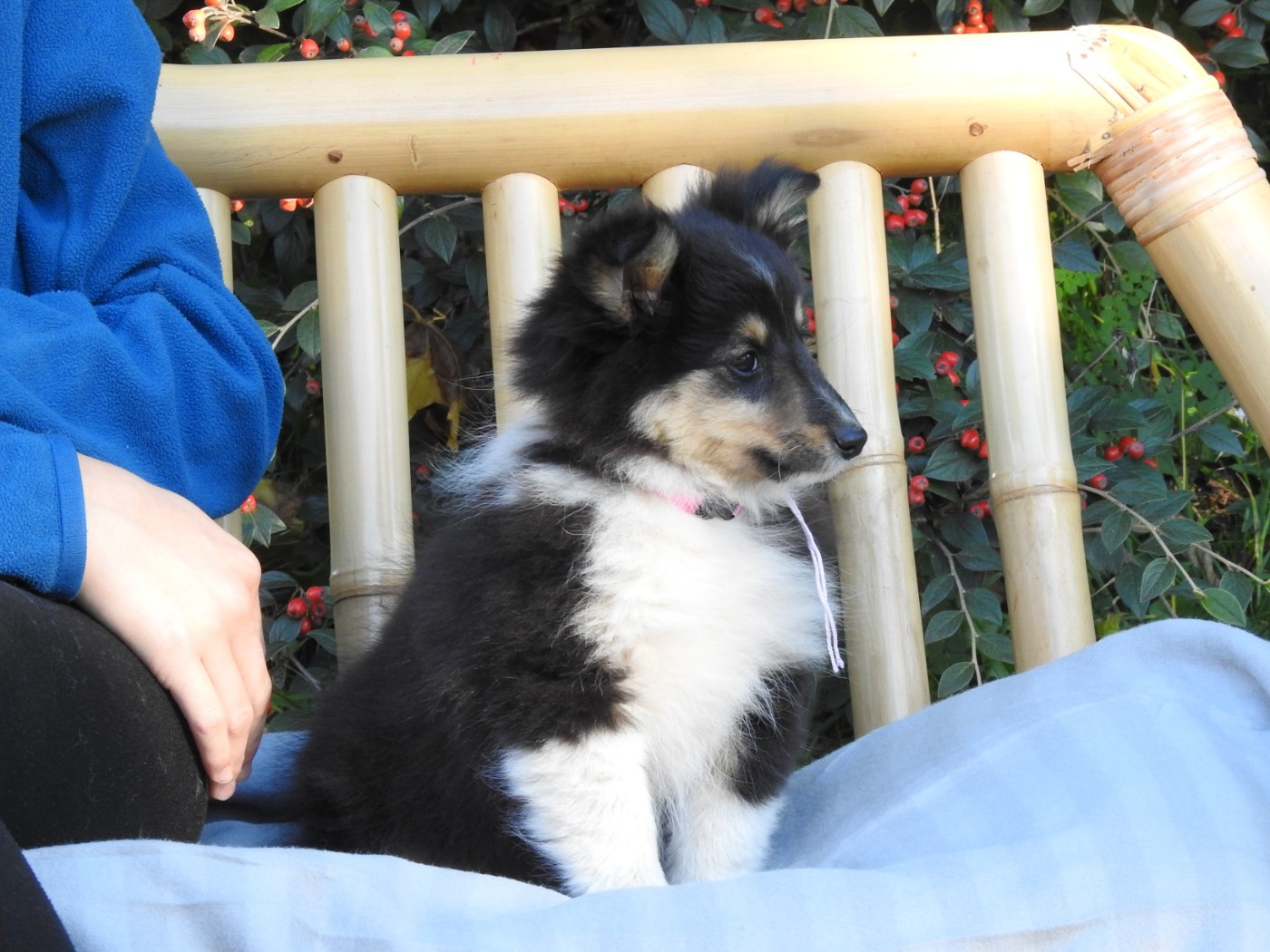 Du Sapin Vert - Chiots disponibles - Shetland Sheepdog