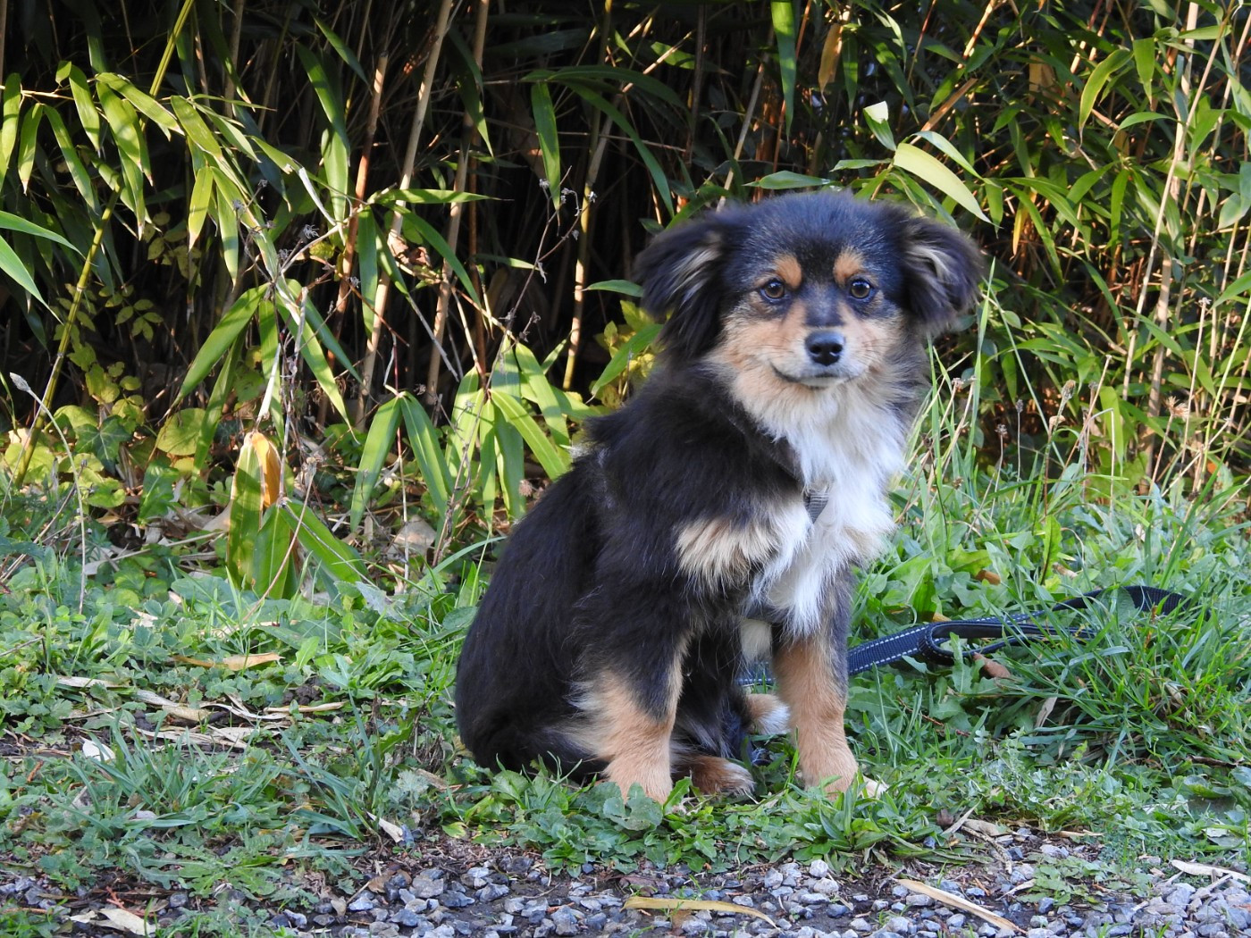 Du Sapin Vert - Chiots disponibles - Berger Américain Miniature 