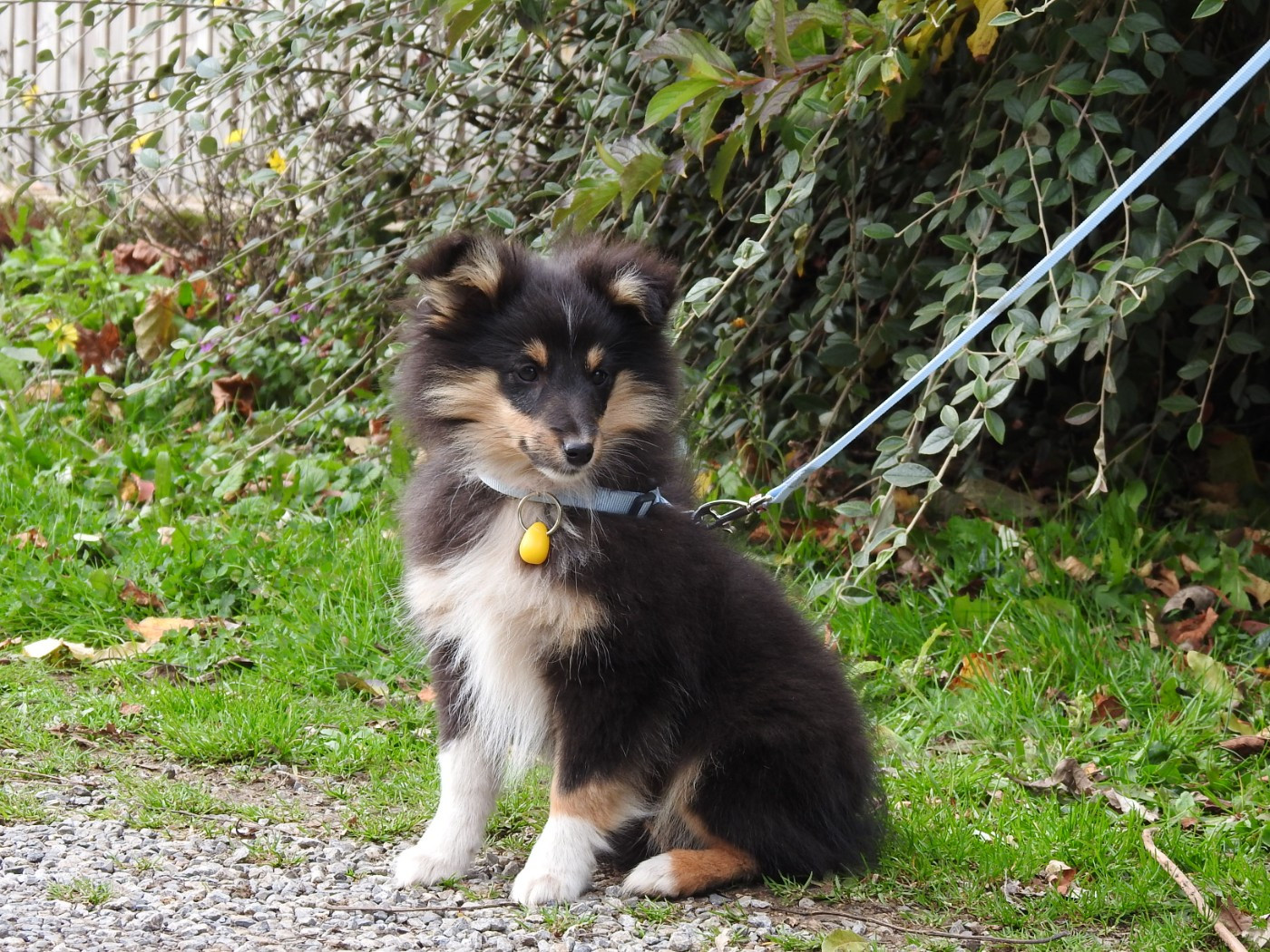 Du Sapin Vert - Chiots disponibles - Shetland Sheepdog