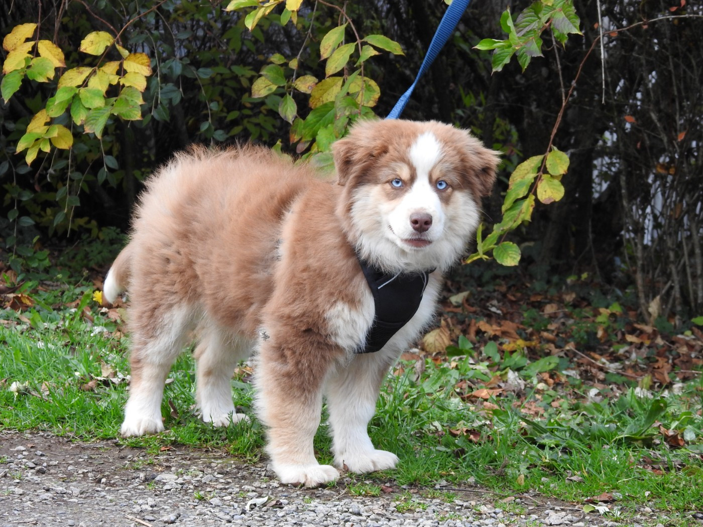 Du Sapin Vert - Chiots disponibles - Berger Américain Miniature 