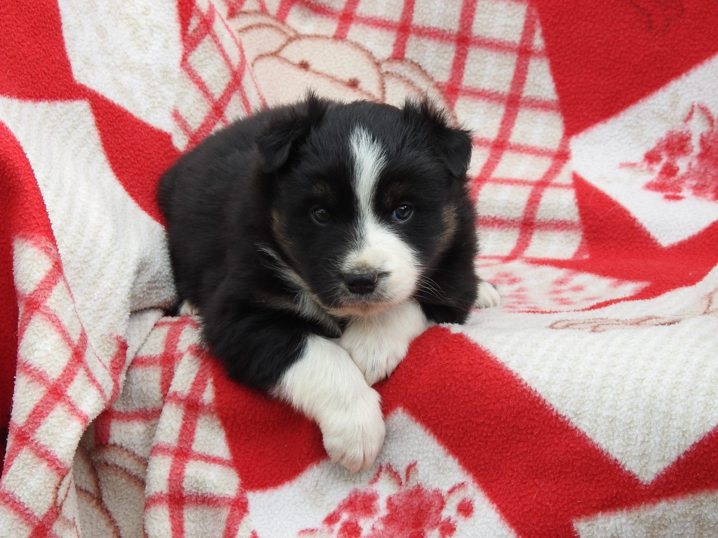 Du Sapin Vert - Chiots disponibles - Berger Américain Miniature 