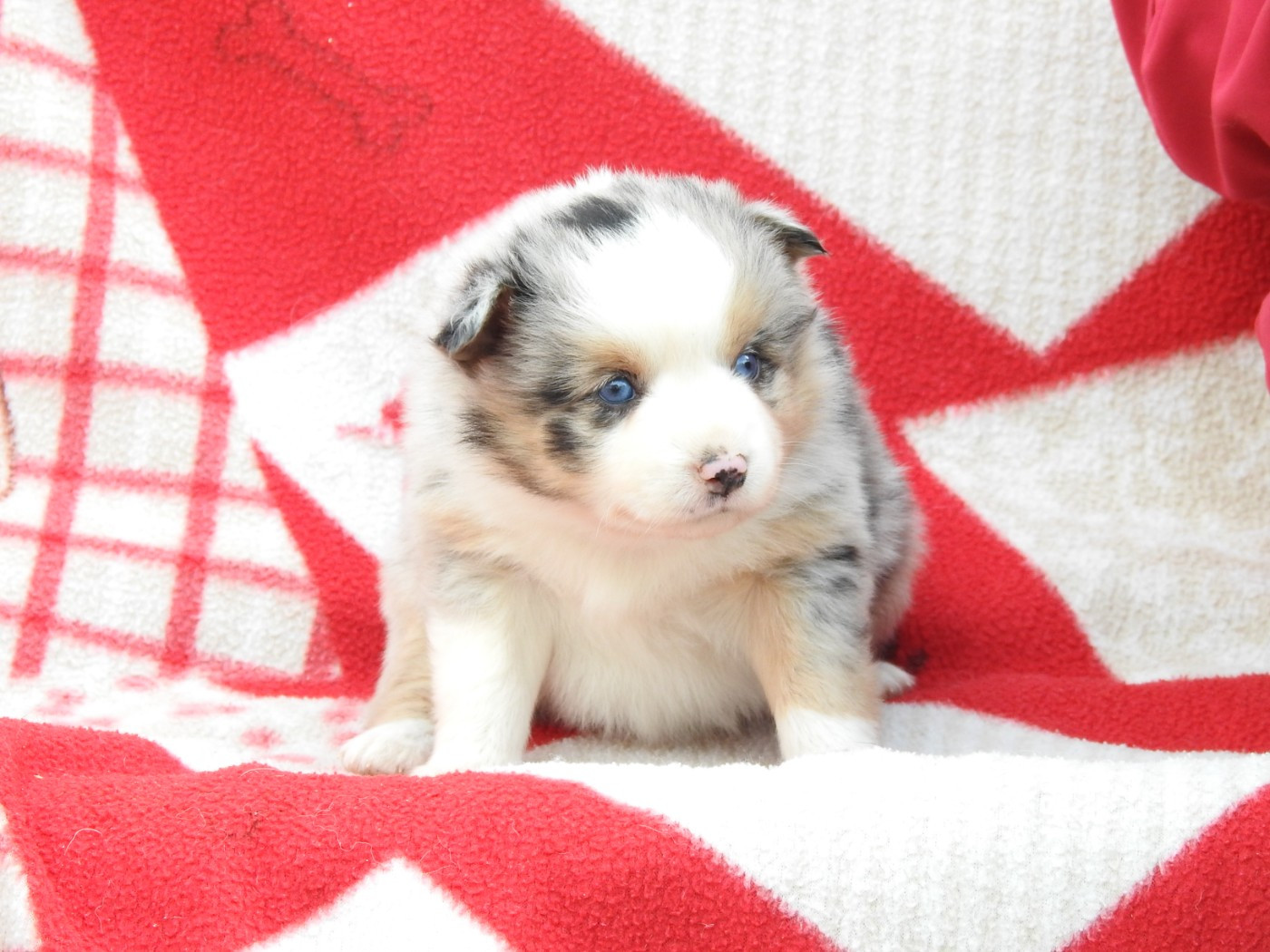 Du Sapin Vert - Chiots disponibles - Berger Américain Miniature 