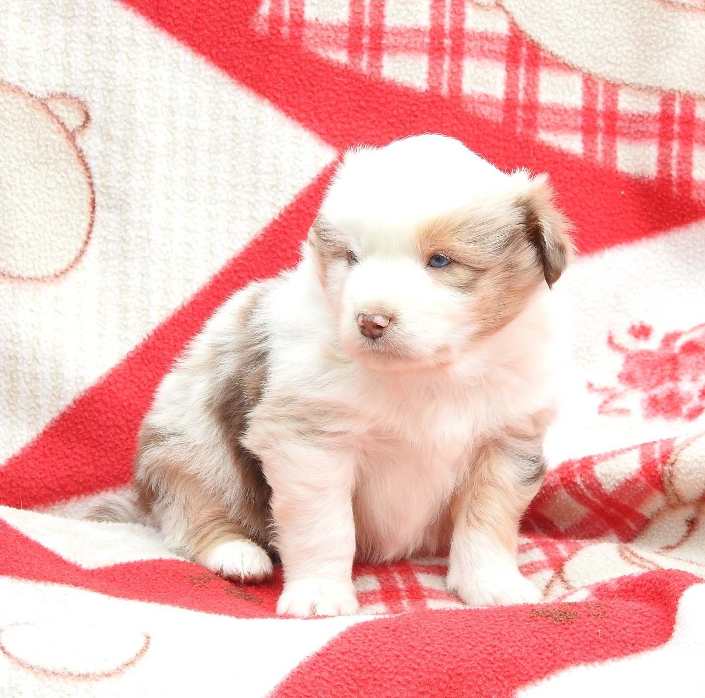 Du Sapin Vert - Chiots disponibles - Berger Américain Miniature 