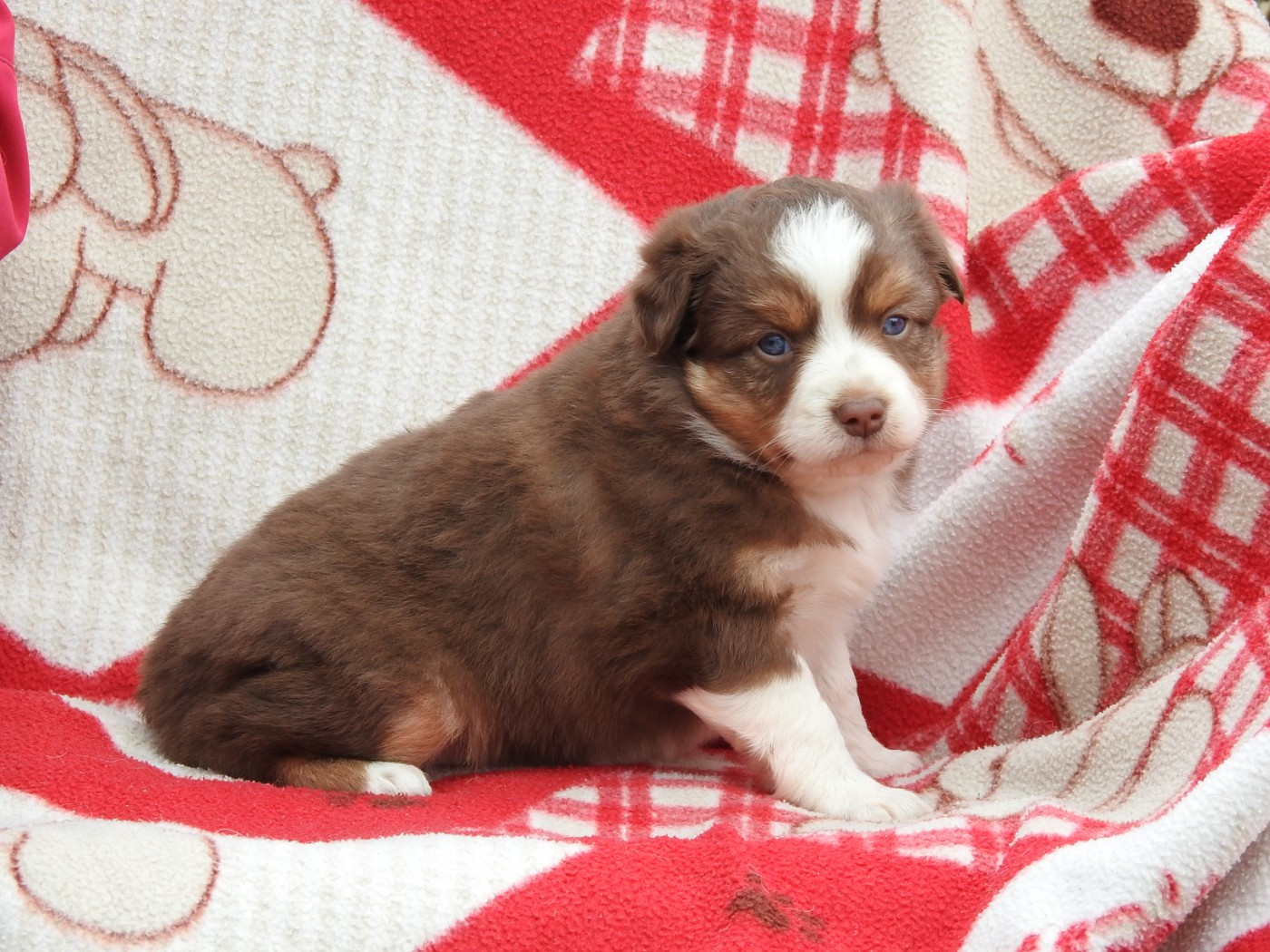 Du Sapin Vert - Chiots disponibles - Berger Américain Miniature 