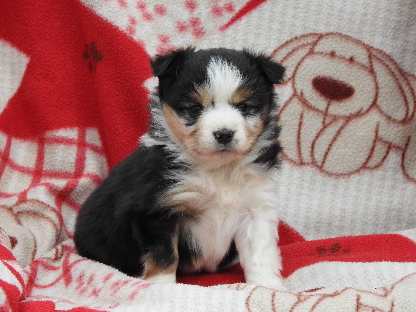 Du Sapin Vert - Chiots disponibles - Berger Américain Miniature 