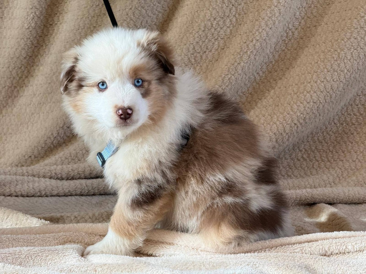 Du Sapin Vert - Chiots disponibles - Berger Américain Miniature 