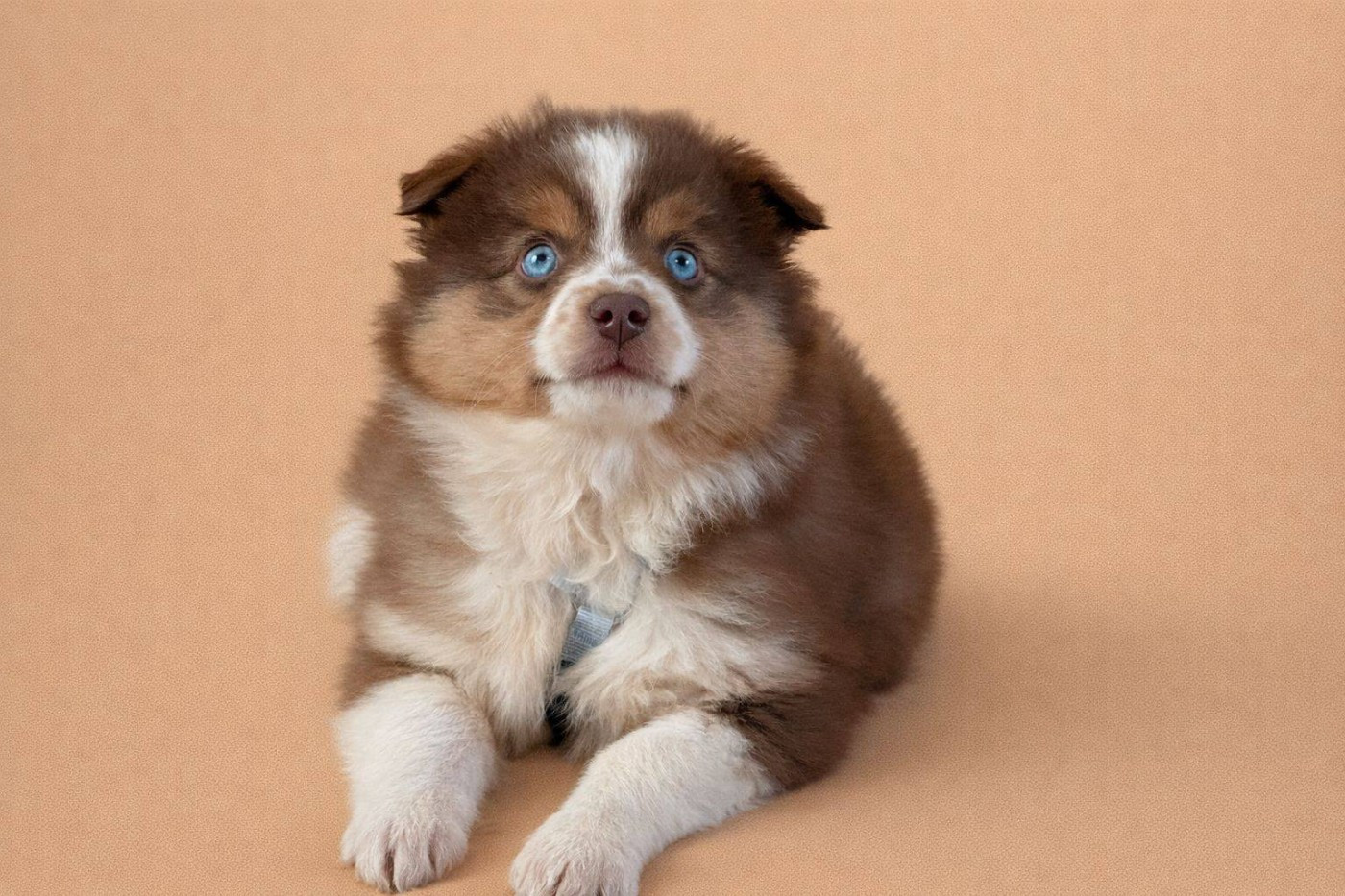 Du Sapin Vert - Chiots disponibles - Berger Américain Miniature 