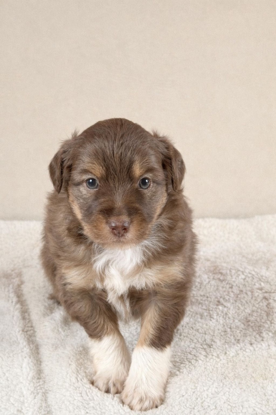 Du Sapin Vert - Chiots disponibles - Berger Américain Miniature 