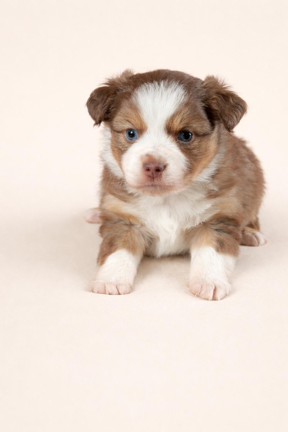 Du Sapin Vert - Chiots disponibles - Berger Américain Miniature 